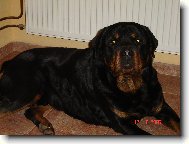 Rottweiler