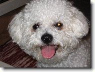 Bichon á poil frisé, Bichon Frise