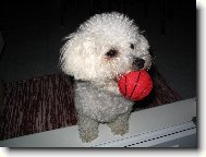 Bichon á poil frisé, Bichon Frise