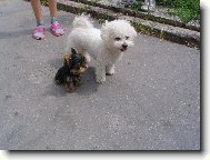 Bichon á poil frisé, Bichon Frise