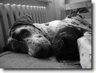 Deutsche Dogge