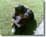 Berner Sennenhund