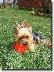 Jorkšírský terier, Yorkshire Terrier,