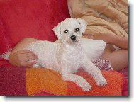 Bichon á poil frisé, Bichon Frise