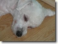 Bichon á poil frisé, Bichon Frise