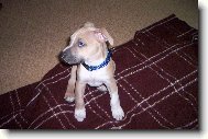 American Staffordshire Terrier