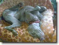 Weimaraner, Weimaraner Vorsterhund