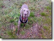 Weimaraner, Weimaraner Vorsterhund
