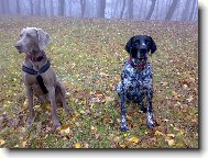 Weimaraner, Weimaraner Vorsterhund