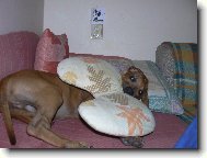 Rhodesian Ridgeback