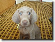 Weimaraner, Weimaraner Vorsterhund