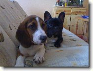 Bouledogue francais, French Bulldog