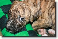 American Staffordshire Terrier