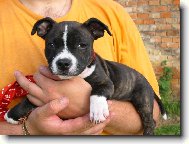 Staffordshire Bullterrier