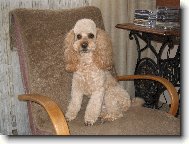 Poodle, Caniche
