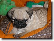 Pug