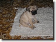 Pug
