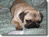 Pug