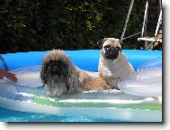 Pug