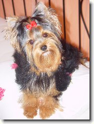 Jorkšírský terier, Yorkshire Terrier,