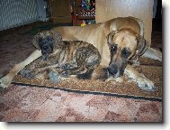 Deutsche Dogge