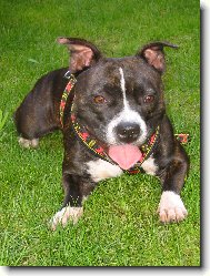 Staffordshire Bullterrier