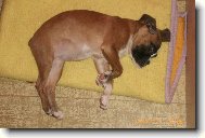 Deutscher Boxer