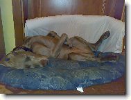 Weimaraner, Weimaraner Vorsterhund