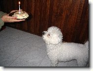 Bichon á poil frisé, Bichon Frise