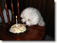 Bichon á poil frisé, Bichon Frise