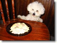 Bichon á poil frisé, Bichon Frise