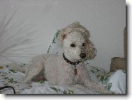 Poodle, Caniche