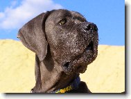 Deutsche Dogge