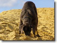 Deutsche Dogge