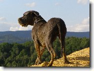 Deutsche Dogge
