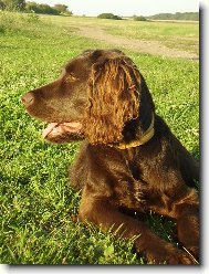 Deutscher Wachtelhund, German Spaniel