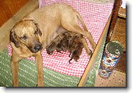 Rhodesian Ridgeback
