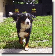 Berner Sennenhund