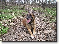 Chien de Berger Belge - Malinois