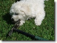 Bichon á poil frisé, Bichon Frise