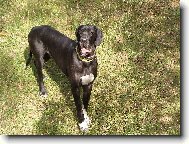Deutsche Dogge