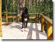 Deutsche Dogge