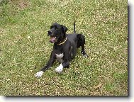 Deutsche Dogge