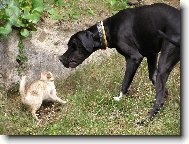 Deutsche Dogge