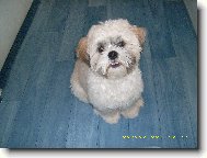 icu, Shih-Tzu