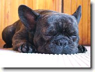Bouledogue francais, French Bulldog