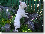 Bouledogue francais, French Bulldog
