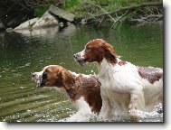 Irish Red and White Setter
