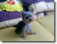 Jorkšírský terier, Yorkshire Terrier,