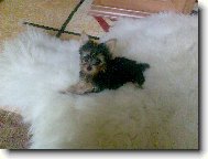Jorkšírský terier, Yorkshire Terrier,